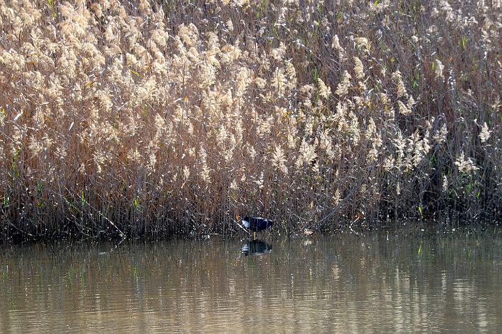 1Saline di Priolo 16.1.2011 (96).jpg